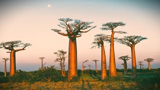 Baobab: Portrait of a Tree - 1971, Narrated by David Attenborough
