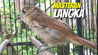 Download lagu Flamboyan gacor bernyanyi merdu Ngebren dan nyiul ampuh untuk pancingan dan masteran mp3