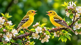 The Morning Has a Melody 🐦 Birds Singing with Gentle Piano for Deep Relaxation