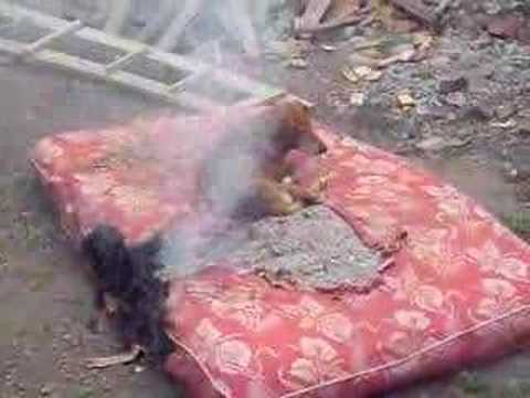 Perro Chileno - extremo