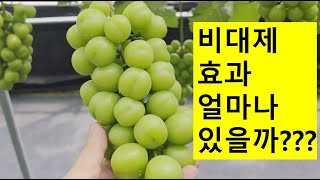 포도 비대제 효과가 얼마나 있을까??