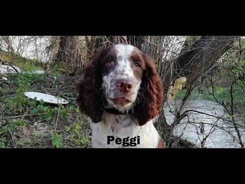 Training with English Springer Spaniel - Peggi