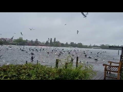 Der Kormoran ,,Vogel des Jahres 2010"