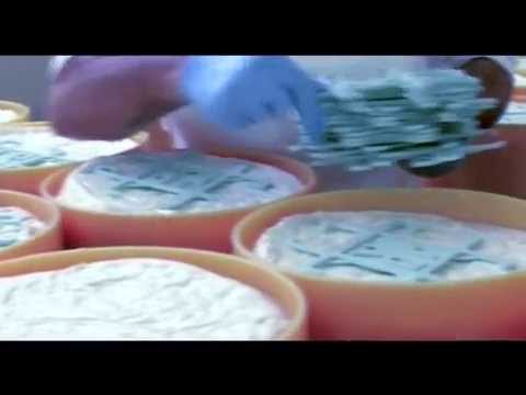 Il Gorgonzola DOP raccontato in italiano attraverso le...
