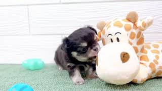 チワワ（ロング）の動画01