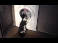 Cat And Washing Machine