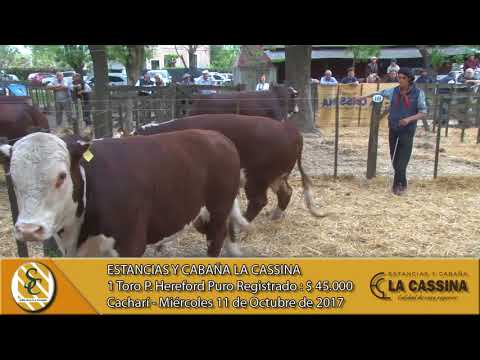 11-10-17 Venta de Toros P. Hereford P.R. y P.P. - Estancias y Cabaña La Cassina - Cacharí