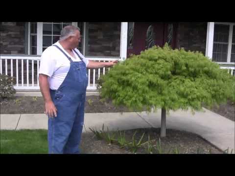 download lagu mp3 mp4 Waterfall Laceleaf Weeping Japanese Maple, download lagu Waterfall Laceleaf Weeping Japanese Maple gratis, unduh video klip Waterfall Laceleaf Weeping Japanese Maple