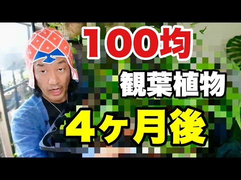 園芸 コスタリカ産のバンブーヤシ