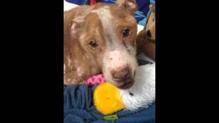 Rudy Rescued by SNARR Northeast