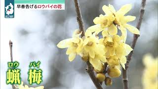 １月１２日 びわ湖放送ニュース