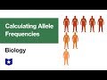 Calculating Allele Frequencies | Biology