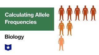 Calculating Allele Frequencies | Biology