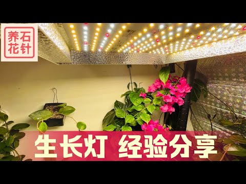 路燈對植物的影響