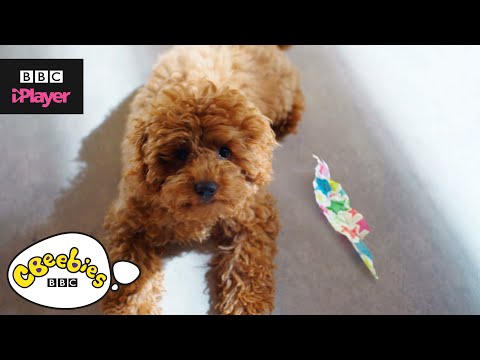 Waffle the Wonder Dog Song | Look How We've Grown | CBeebies