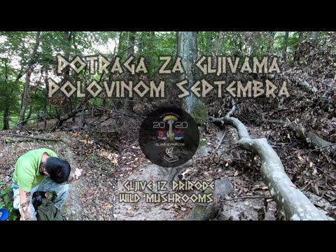 Potraga za gljivama polovinom septembra