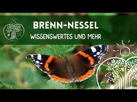 Brennnessel - Wissenswertes zu Heilwirkung, Botanik, Ökologie, Superfood | Christoph Pollak