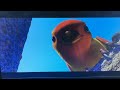 1001 Pattes L Oiseau