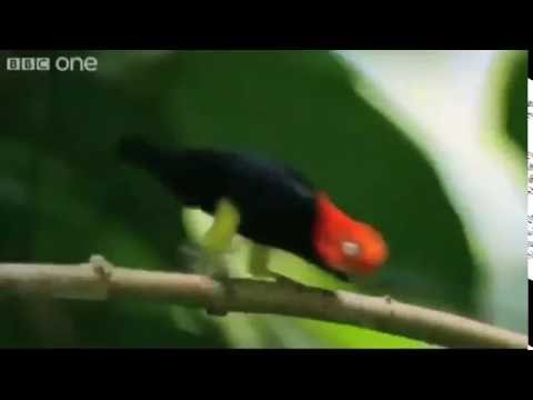 Bird Singing PPAP (pen, pineapple, apple, pen) remix