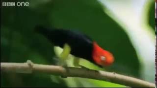 Bird Singing PPAP (pen, pineapple, apple, pen) remix