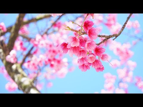 download lagu mp3 mp4 Musica Japonesa, download lagu Musica Japonesa gratis, unduh video klip Download Musica Japonesa Mp3 dan Mp4 Full Gratis