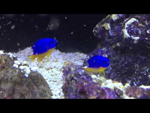 Species Spotlight - The Kupang Damsel Episode 25