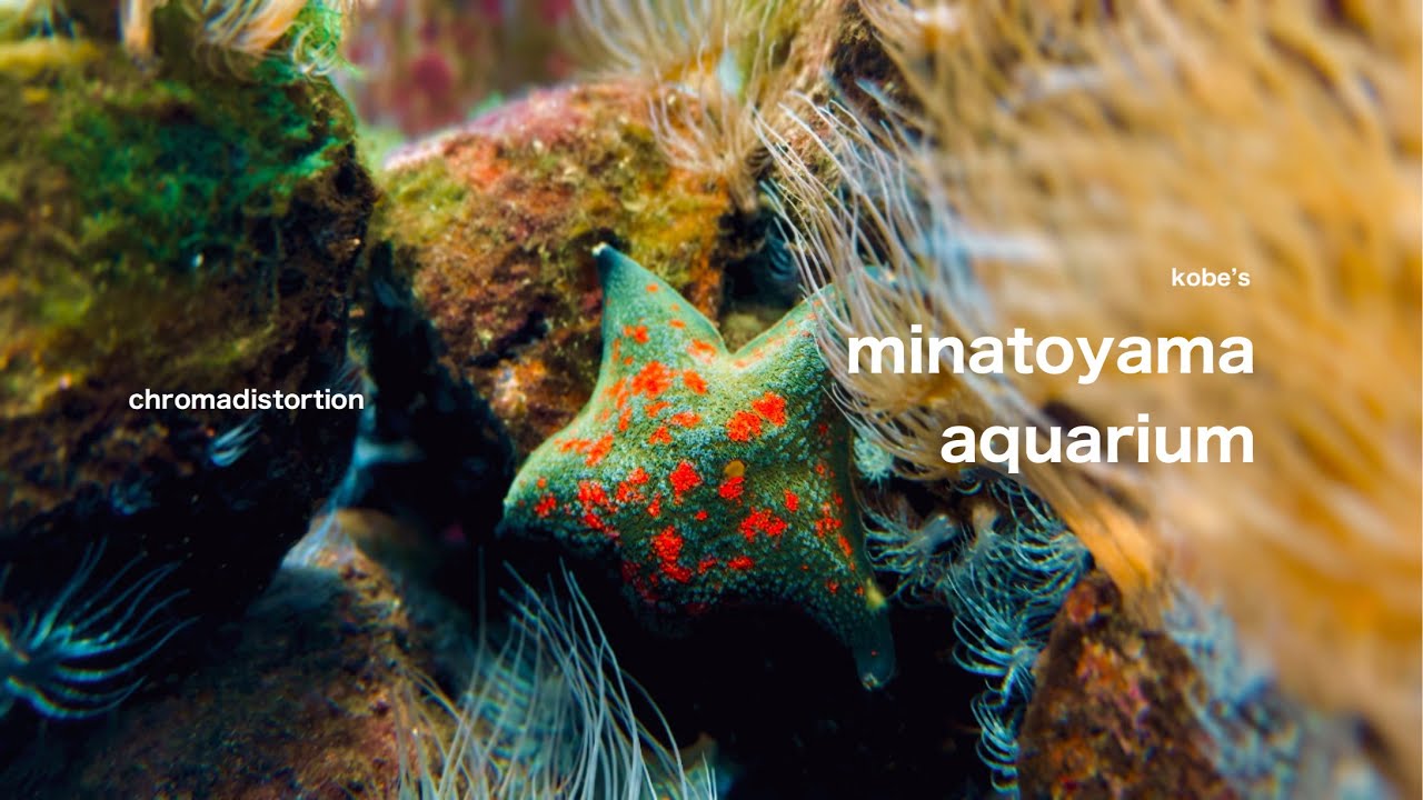Embark on an engaging virtual exploration of Minatoyama Aquarium.