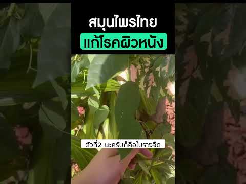 🔅สมุนไพรไทย แก้โรคผิวหนัง I สมุนไพรหมอศุภ Dr.sup  #ปัญหาผิวหนัง  #แพทย์แผนไทย #วิดีโอสั้น