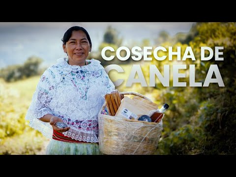 ¿Cómo se Cosecha la CANELA? Zozocolco, Veracruz | Documental
