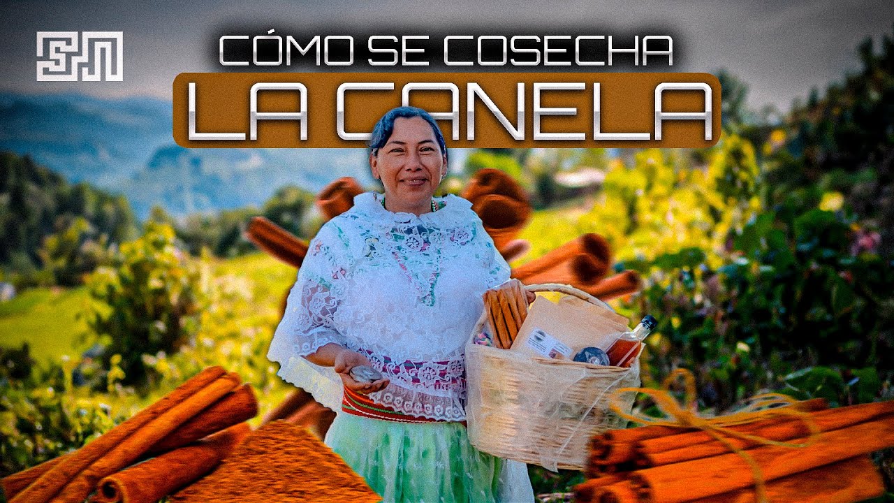 ¿Cómo se Cosecha la CANELA? Zozocolco, Veracruz | Documental