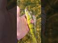 Video Thumbnail for Another zombie  perch ?‍♂️ ?‍♀️  #shorts #fishing  #thewalkingdead