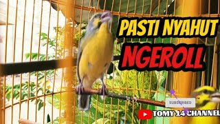 Download lagu Burung Mozambik GACOR NGEROL PANJANG // Cocok buat masteran mp3