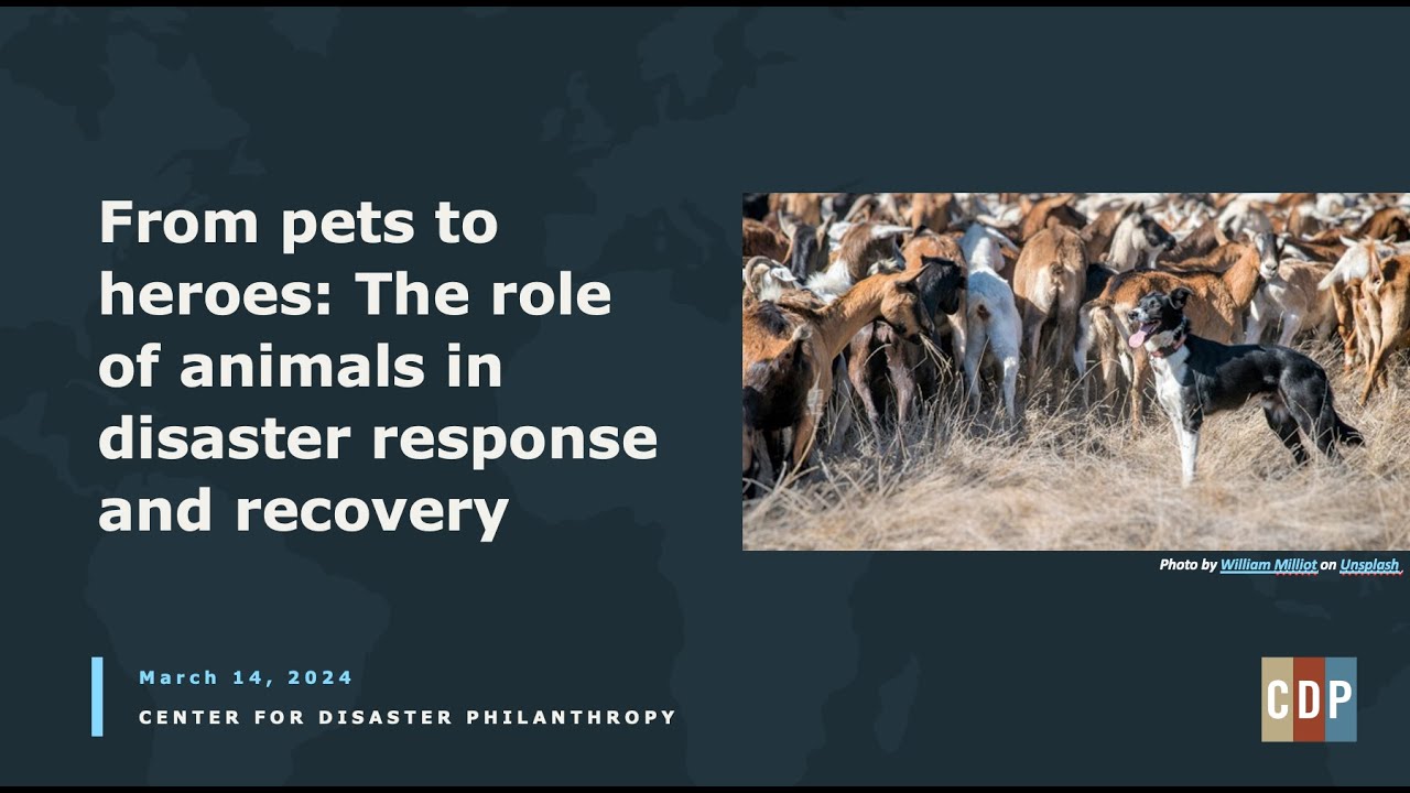 From pets to heroes: The role of animals in disaster response and recovery
