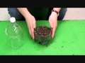 How to Build a Pop Bottle Terrarium 