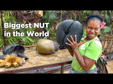 The Search for the World's Biggest Nut!