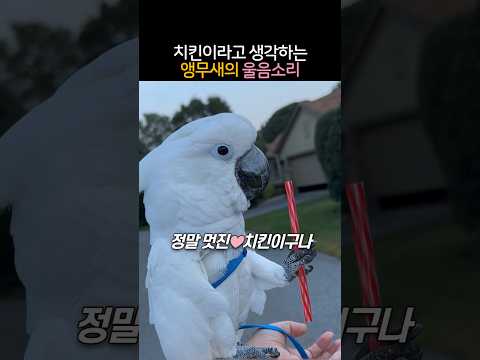 치킨이라고 생각하는 앵무새의 울음소리