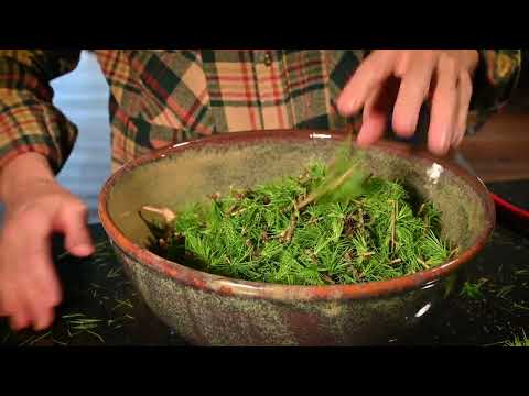 Ein Hydrolat entsteht - Larix decidua/Lärche. BY REASONANZ.