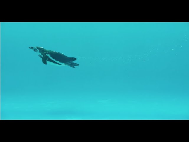 ペンギン・レッスン