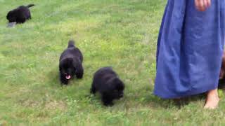 Newfoundland Puppies For Sale