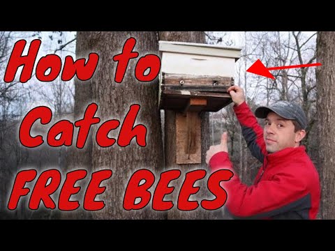 🔵How to catch swarms of honey bees!!