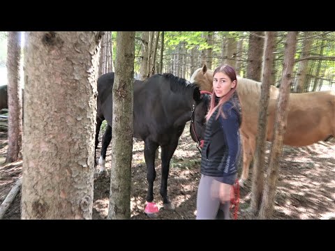 The Worst Day On Earth With Horses!  Day 266 (09/25/20)