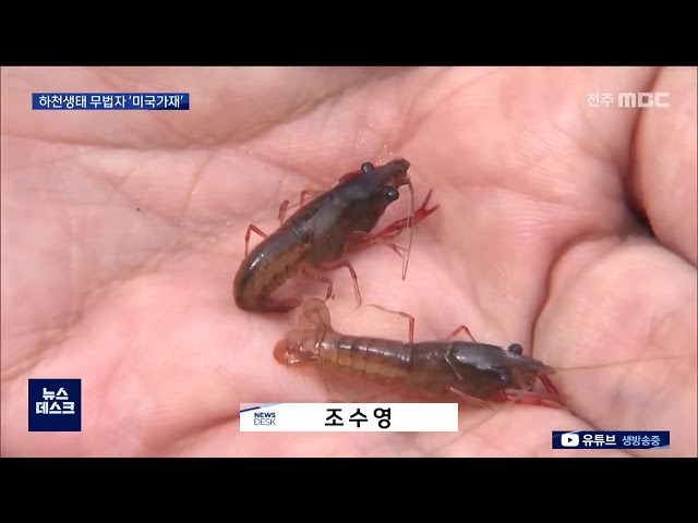 하천생태 무법자 '미국가재'