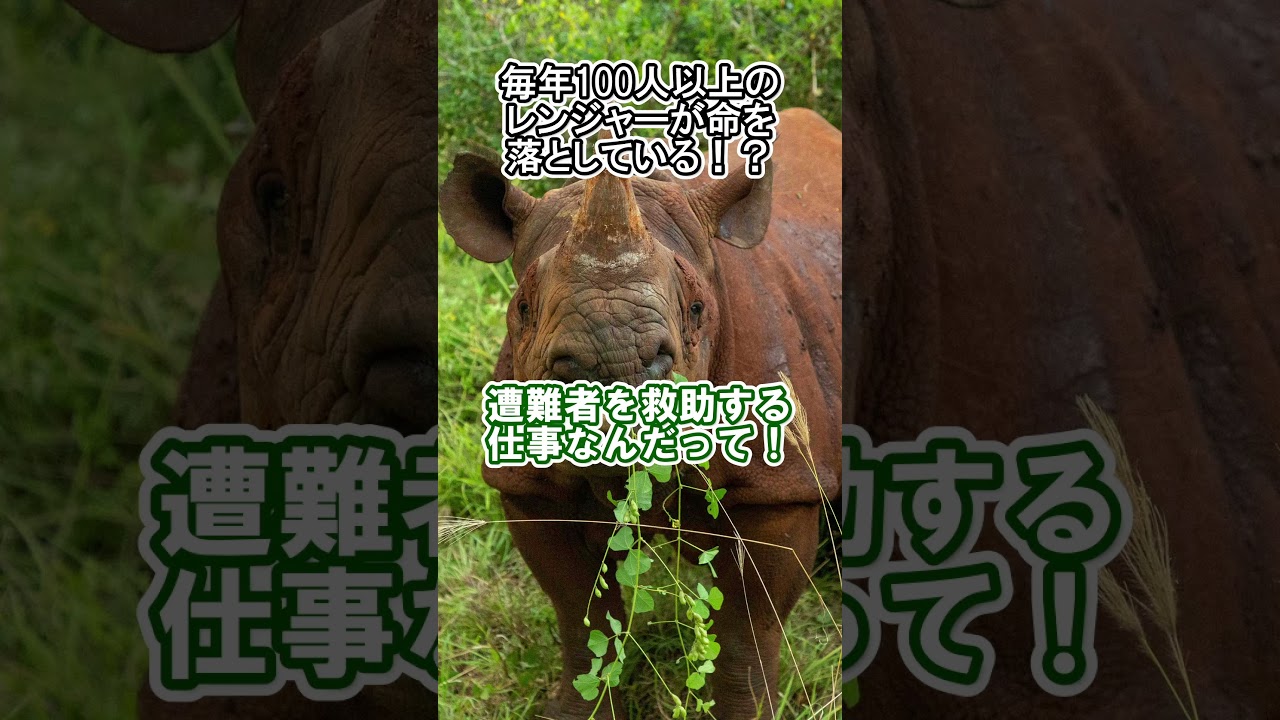 毎年100人以上が死んでいる過酷な仕事【世界レンジャー・デーって知ってる？】生き物や自然を守るのは命がけなんだね！【コドクの雑談】 #バーチャルyoutuber #vtuber #雑学
