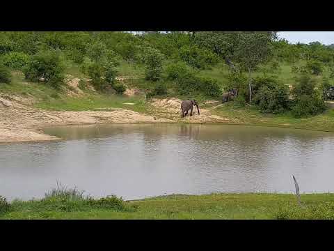 Djuma: Small Elephant group drinks at the dam - 15:34 - 12/22/21