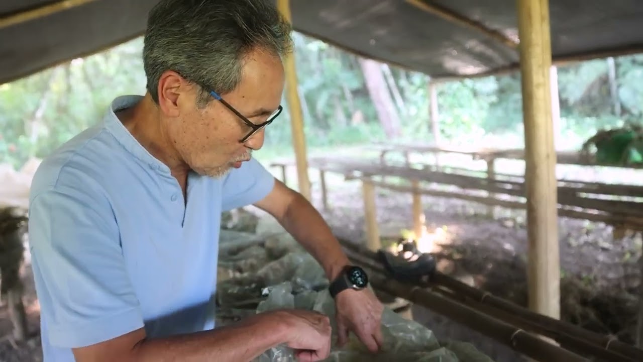 Segredos da Compostagem Para Cogumelos Revelados