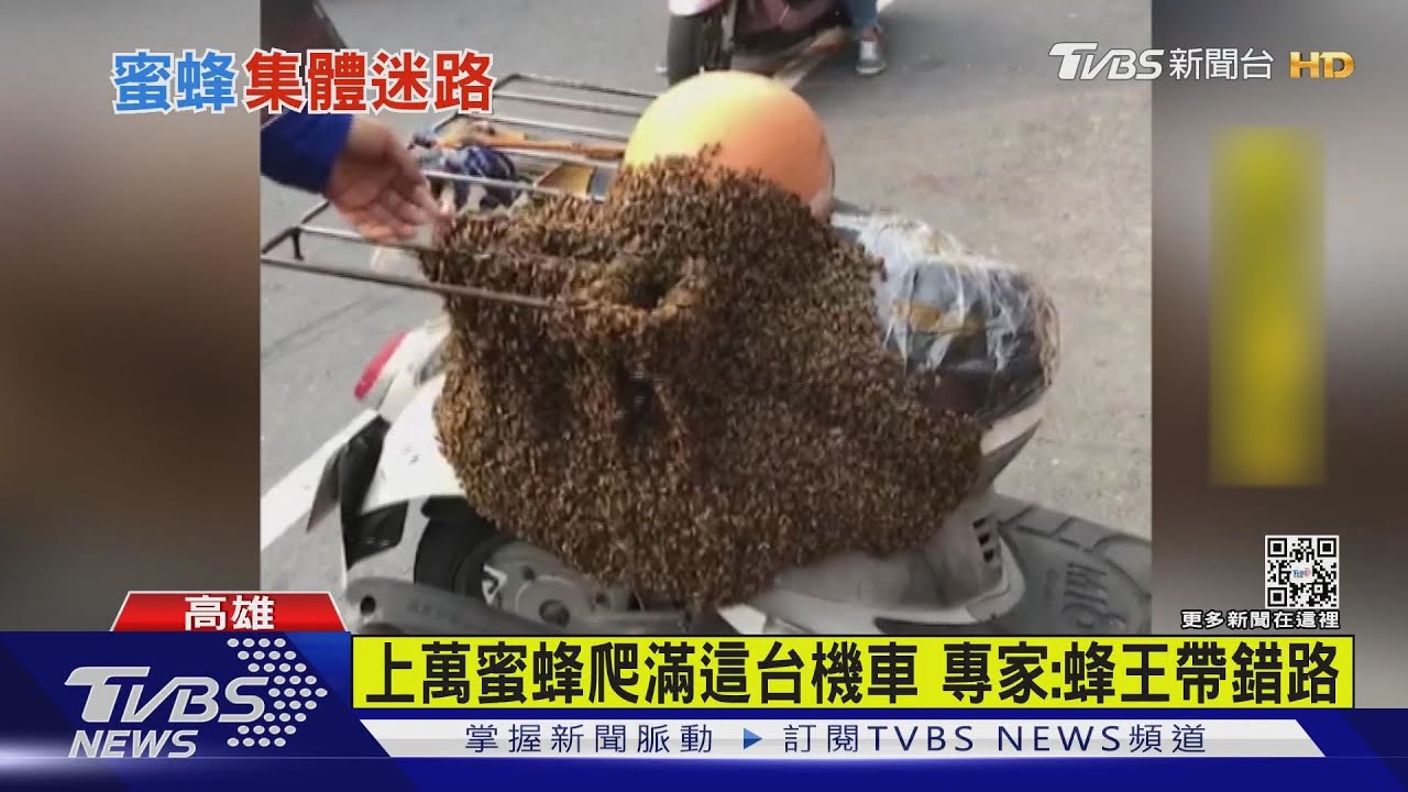 上萬蜜蜂爬滿這台機車 專家:蜂王帶錯路