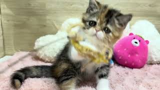 ミヌエットの動画01