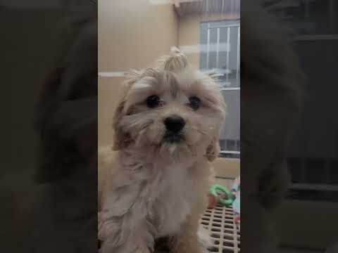 Petland Las Vegas