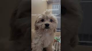 petland in Henderson nv