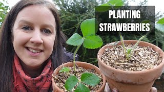 Planting Strawberries In Pots | How To Grow A Strawberry In Containers